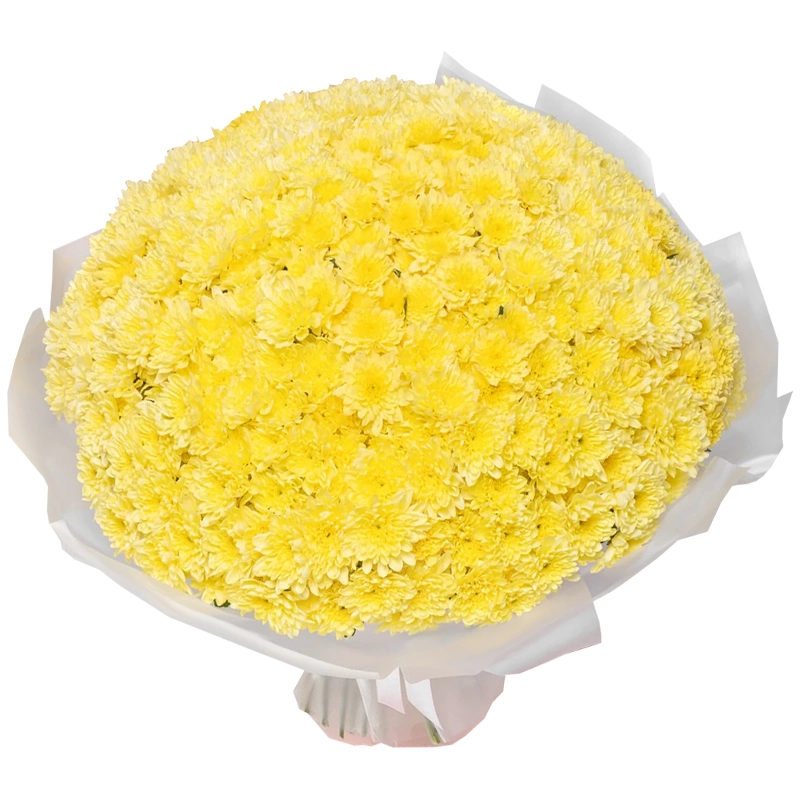 Букет из 101 желтой кустовой хризантемы