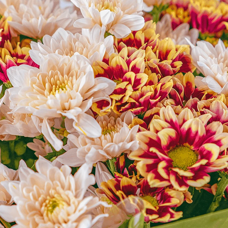 Букет из 11 хризантем микс