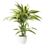 Драцена горшечная